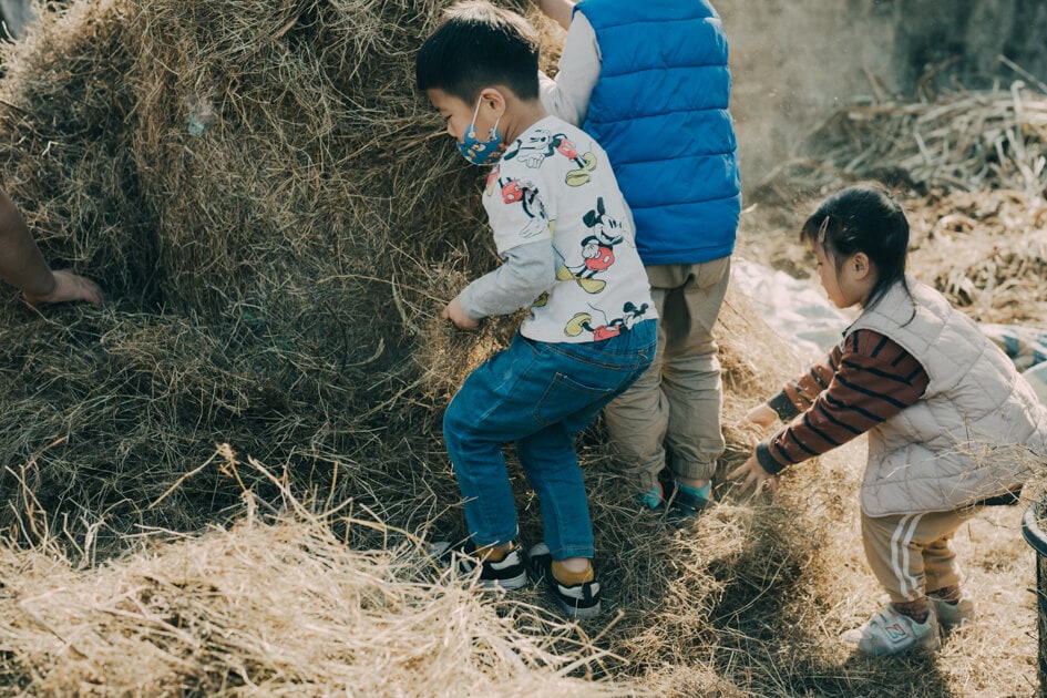 孩子持續幫忙收集稻草給牛吃