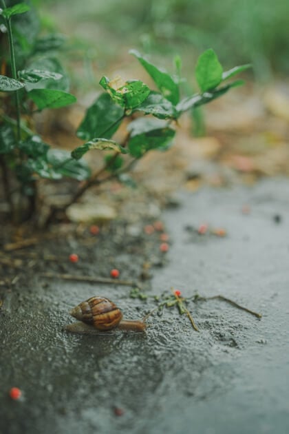 雨天路上可以發現好多平時不常見的 蝸牛蚯蚓